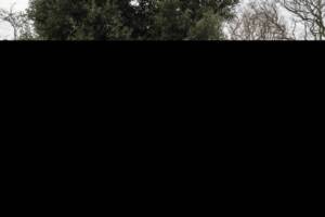 Immagine 5/25 di Porsche 911 Carrera GTS (2011)