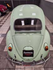 Immagine 14/19 di Volkswagen Beetle 1200 A (1964)