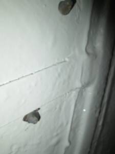 Immagine 32/50 di Malanca Vispetta (1963)