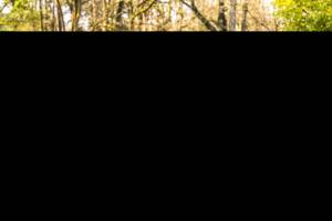 Image 13/23 of ISO Grifo (1973)