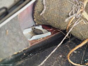 Imagen 101/171 de Volkswagen Käfer 1200 (1965)