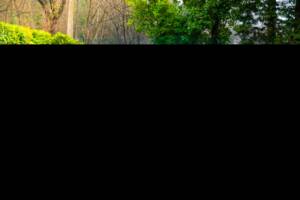 Bild 1/28 von Lamborghini Espada 400 GT (1973)