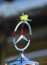 Imagen 5/14 de Mercedes-Benz 170 S-V Lueg (1954)