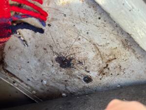 Bild 56/70 von Citroën Ami 6 Berline (1964)