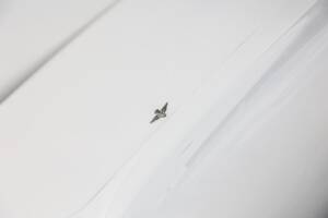 Immagine 22/36 di Alfa Romeo 2600 Spider (1963)