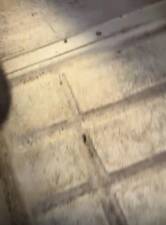 Afbeelding 13/54 van Citroën 2 CV 6 Club (1985)