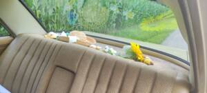 Bild 10/59 von Mercedes-Benz 230&#x2F;4 (1974)