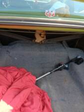 Bild 51/62 von Ford Granada (US) (1975)