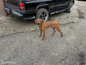 Bild 6/36 von Dodge Ram 1500 (1998)