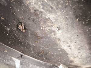 Bild 26/30 von Citroën Traction Avant 11 B (1955)