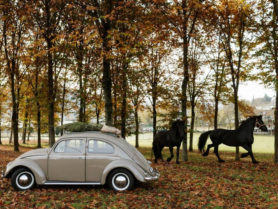 Immagine 22/56 di Volkswagen Maggiolino 1100 Standard "Ovali" (1954)