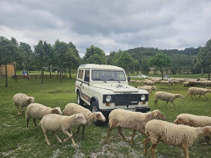 Immagine 3/7 di Land Rover 110 (1984)