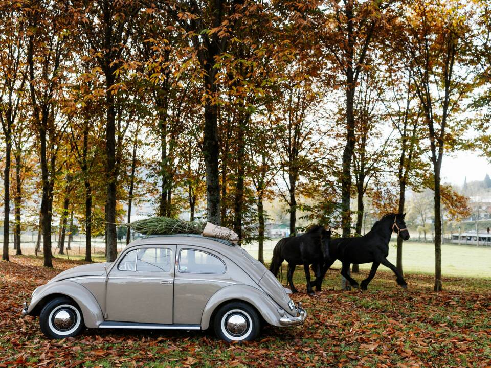 Immagine 21/56 di Volkswagen Maggiolino 1100 Standard "Ovali" (1954)