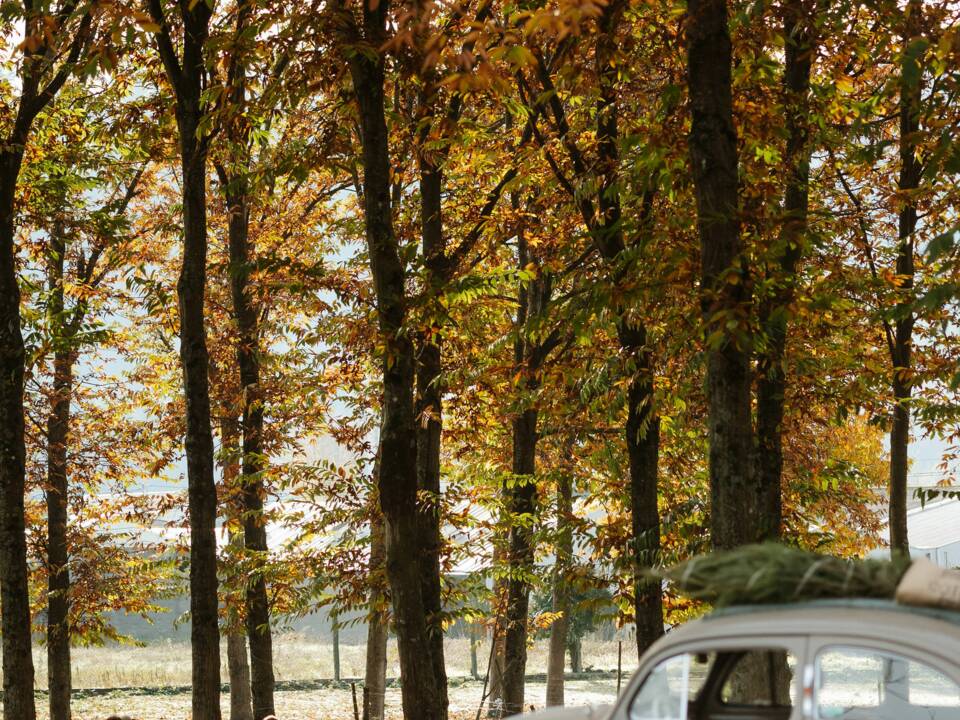 Immagine 27/56 di Volkswagen Maggiolino 1100 Standard "Ovali" (1954)