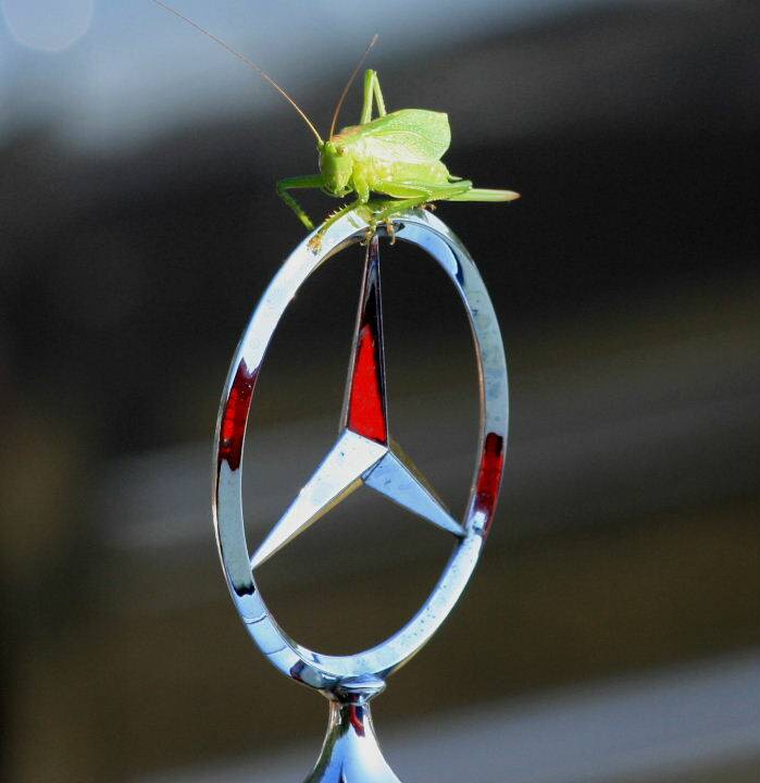 Imagen 5/14 de Mercedes-Benz 170 S-V Lueg (1954)