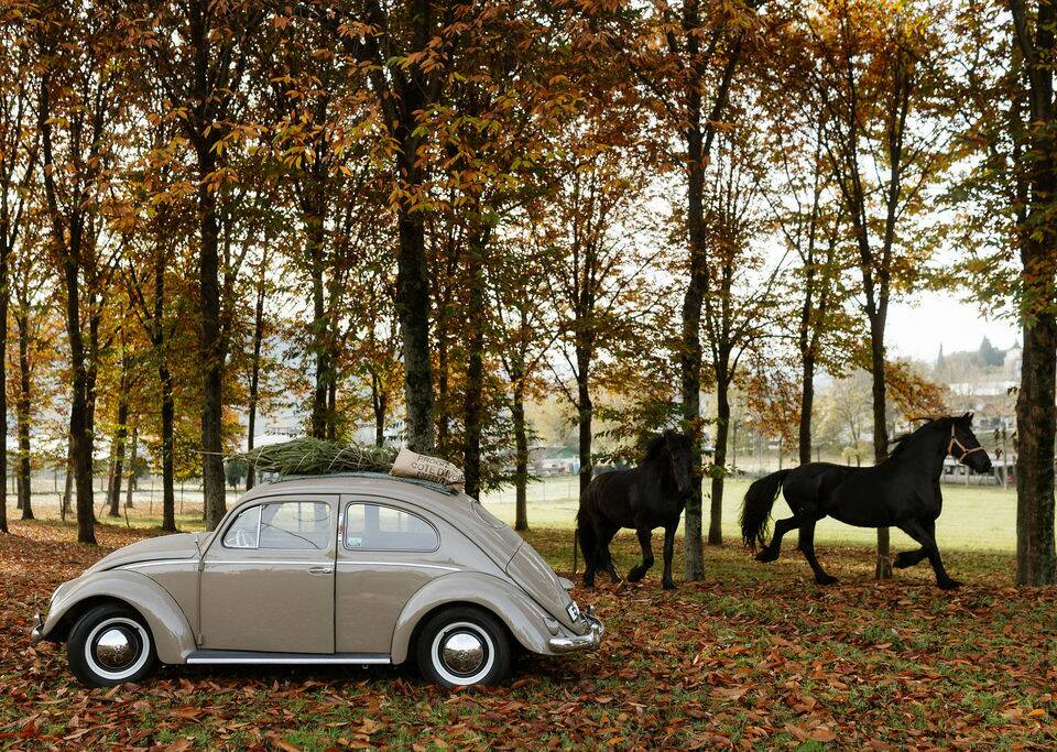 Imagen 6/8 de Volkswagen Beetle 1200 Standard "Oval" (1954)