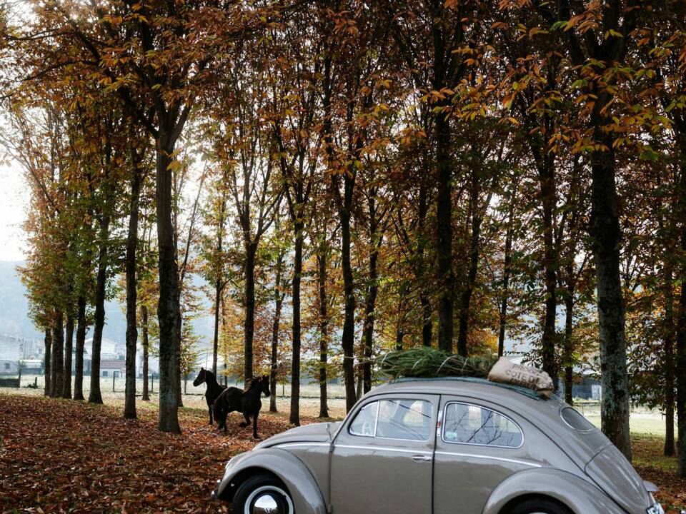 Immagine 19/56 di Volkswagen Maggiolino 1100 Standard "Ovali" (1954)