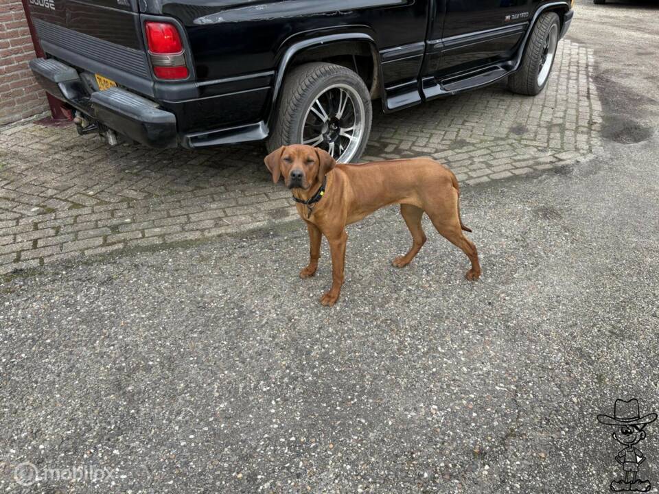 Bild 6/36 von Dodge Ram 1500 (1998)