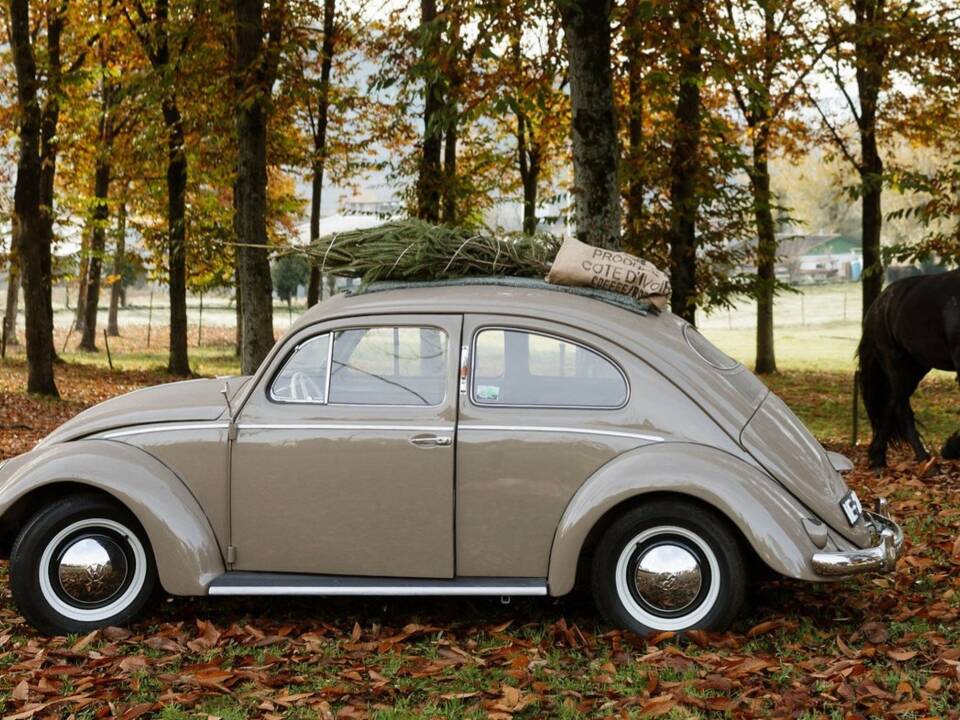 Image 1/56 of Volkswagen Beetle 1100 Standard "Ovali" (1954)