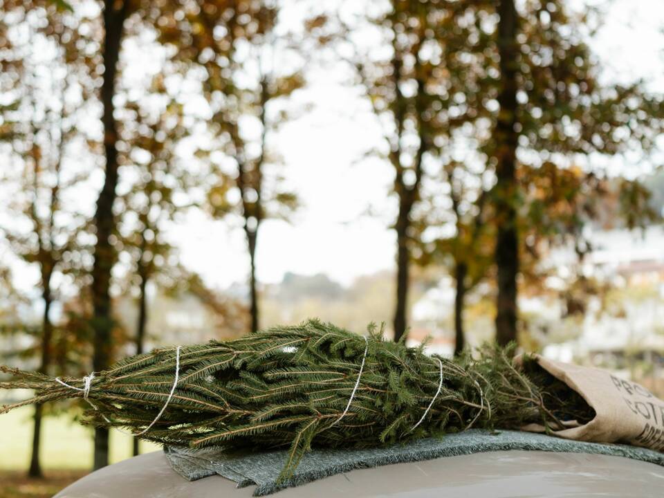 Immagine 26/56 di Volkswagen Maggiolino 1100 Standard "Ovali" (1954)